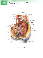 Sobotta  Atlas of Human Anatomy  Trunk, Viscera,Lower Limb Volume2 2006, page 235